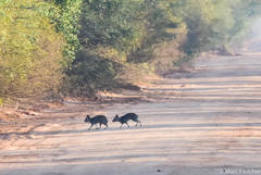 Chacoan Mara photo 4