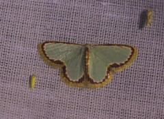 Comostola turgescens