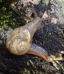 Kerkophorus