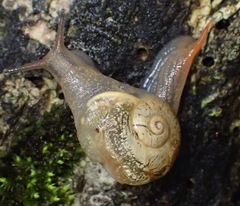 Kerkophorus