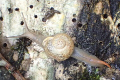 Kerkophorus