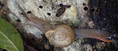 Kerkophorus