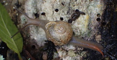 Kerkophorus