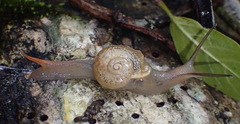 Kerkophorus