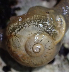 Kerkophorus