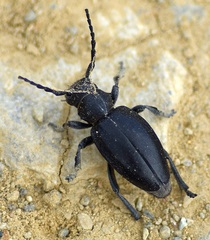 Carinatodorcadion