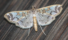 Polythlipta