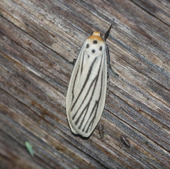 Tigrioides leucanioides