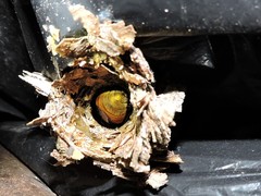 Eufriesea mexicana