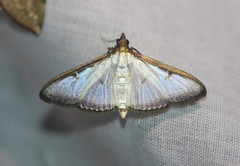 Cydalima