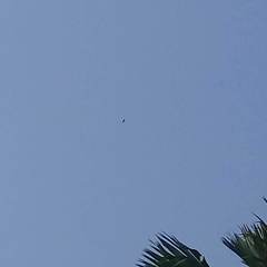Spilornis cheela spilogaster