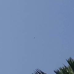 Spilornis cheela spilogaster