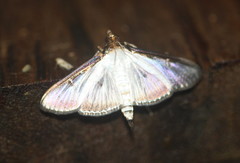 Cydalima