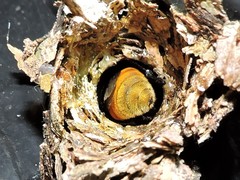 Eufriesea mexicana