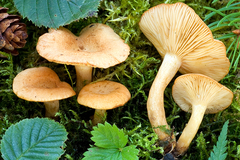 Lactarius alpinus