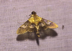 Agrotera