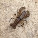 Hubbs Crayfish - Photo (c) Chris Rice, some rights reserved (CC BY-NC), uploaded by Chris Rice