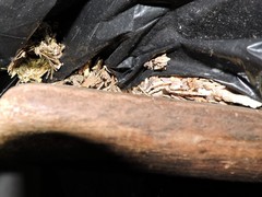 Eufriesea mexicana