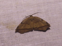 Achrosis
