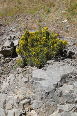 Helichrysum parvifolium