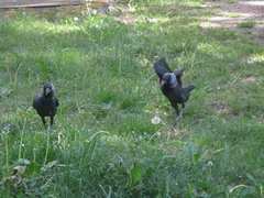Corvus monedula