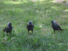 Corvus monedula