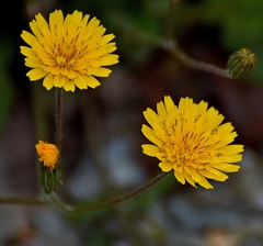 Crepis sancta