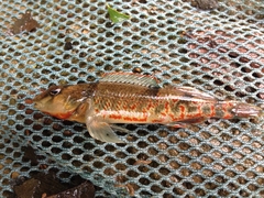 Meramec Saddled Darter photo 5