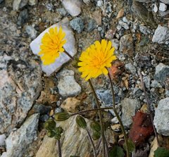 Crepis sancta
