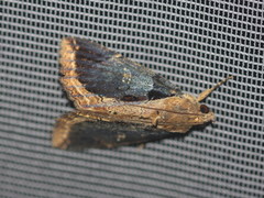 Ercheia