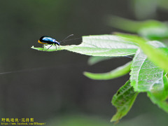 Arthrotus adbominalis