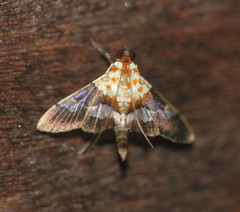 Aetholix flavibasalis