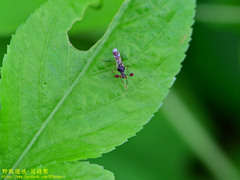 Teleopsis quadriguttata