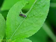 Teleopsis quadriguttata