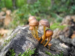Mycena renati