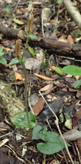 Disperis lindleyana
