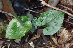 Disperis lindleyana