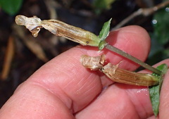 Disperis lindleyana