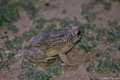 Rhinella major
