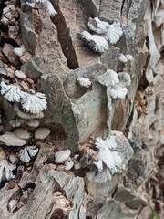Schizophyllum commune
