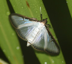 Cydalima