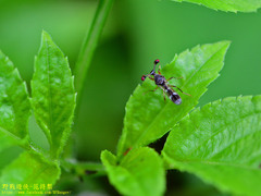 Teleopsis quadriguttata