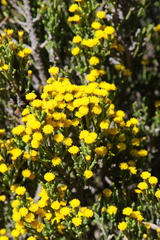 Helichrysum parvifolium