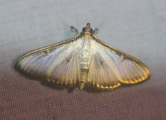 Cydalima