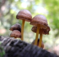 Mycena renati