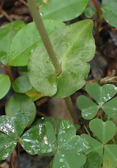 Disperis lindleyana