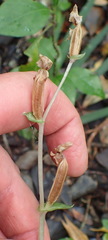 Disperis lindleyana