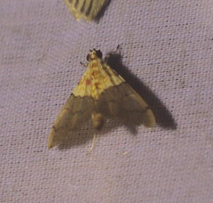 Agrotera