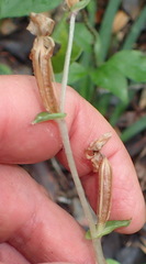 Disperis lindleyana
