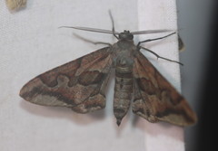Hypochrosis binexata